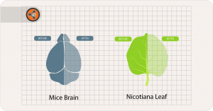 tissue clearing methods for plants and animals