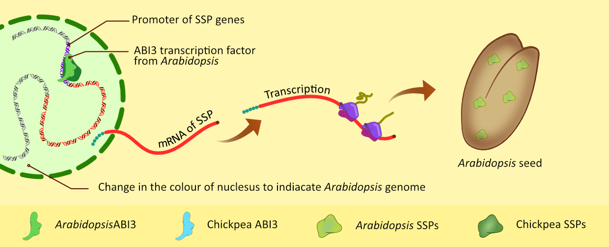 illustration showing seed storage proteins regulation in Arabidopsis seed