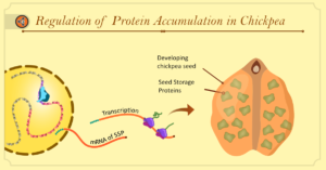 Hero Image. regulation of protein accumulation in Chickpea