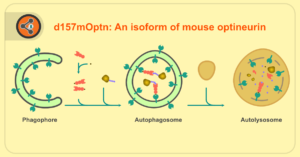 d157mOptn: An isoform of mouse optineurin post featured image