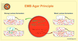 EMB agar with pink colonies and colonies with green sheen