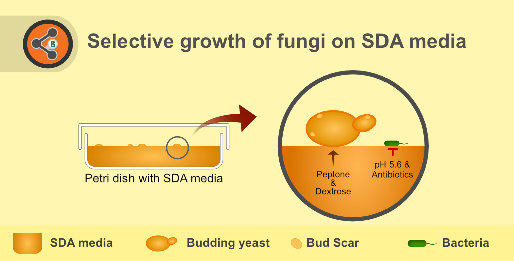 Illustration depicting the principle of Sabouraud Dextrose Agar (SDA) or Sabouraud agar media.