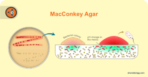 macconkey agar hero image