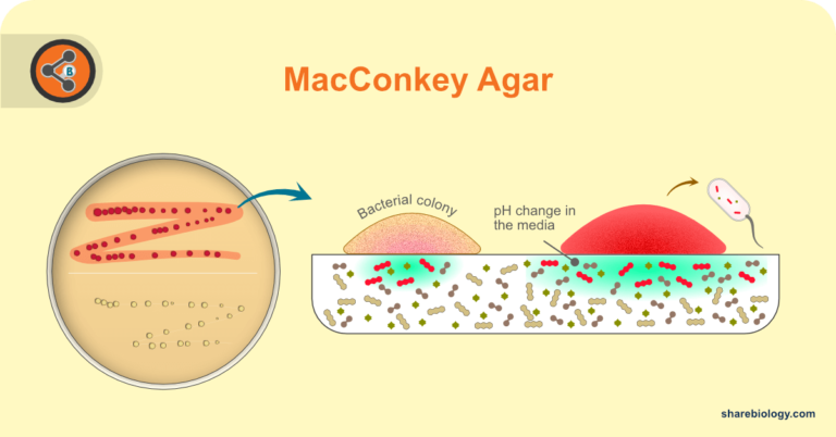 macconkey-agar-sharebiology