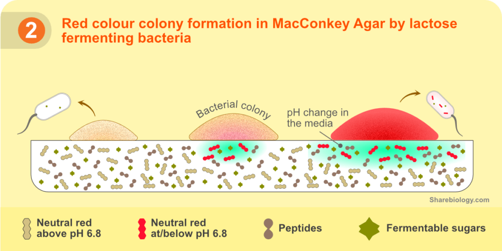 MacConkey Agar - Sharebiology