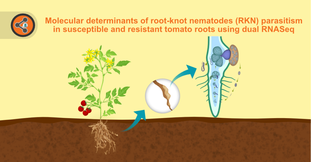 title image of RKN parasitism in susceptible and resistant tomato roots