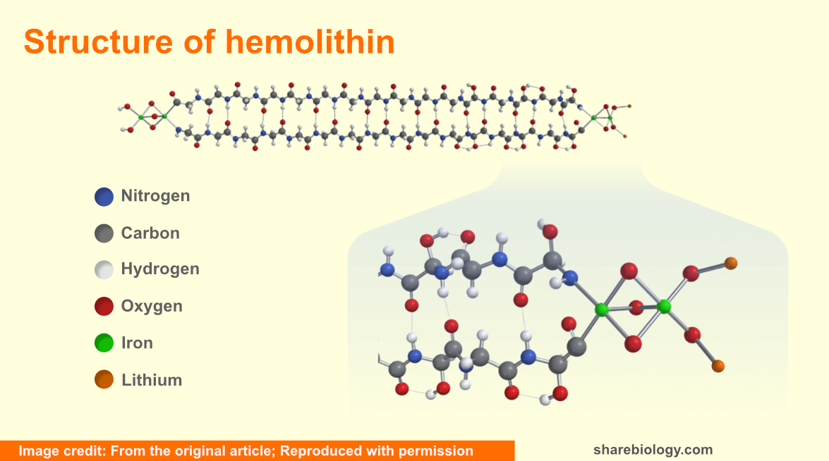 Hemolithin structure