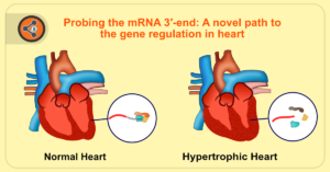 hypertrophic heart