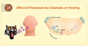 Title Image of Effect of Potassium Ion Channels on Hearing