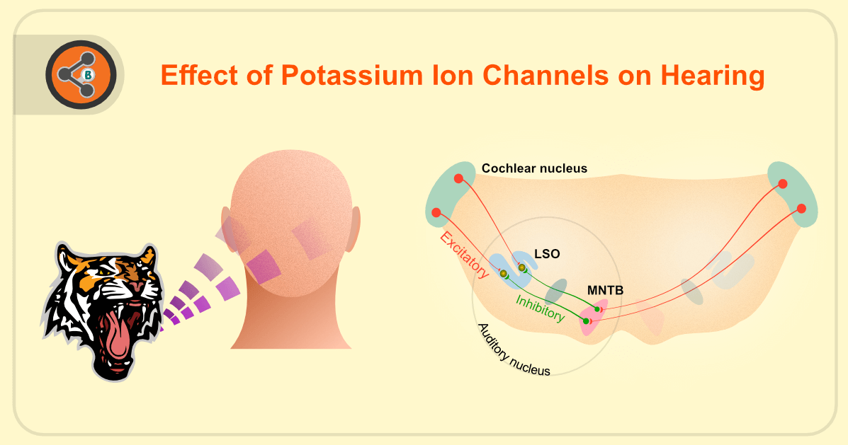 Title Image of Effect of Potassium Ion Channels on Hearing
