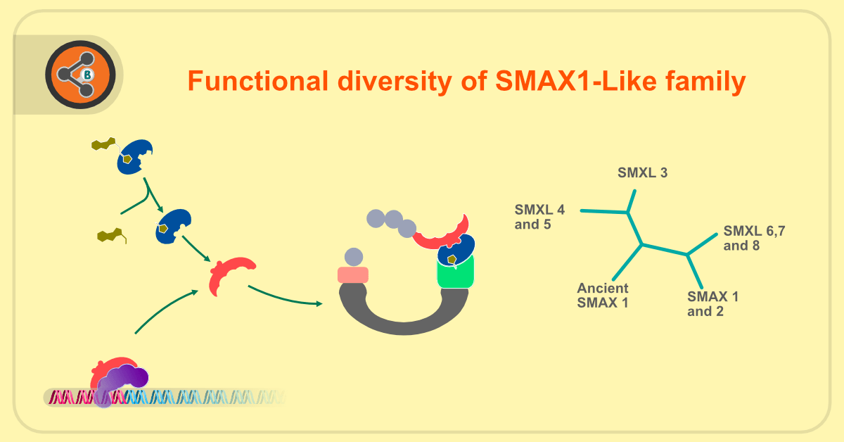Functional diversity of SMAX1-Like family