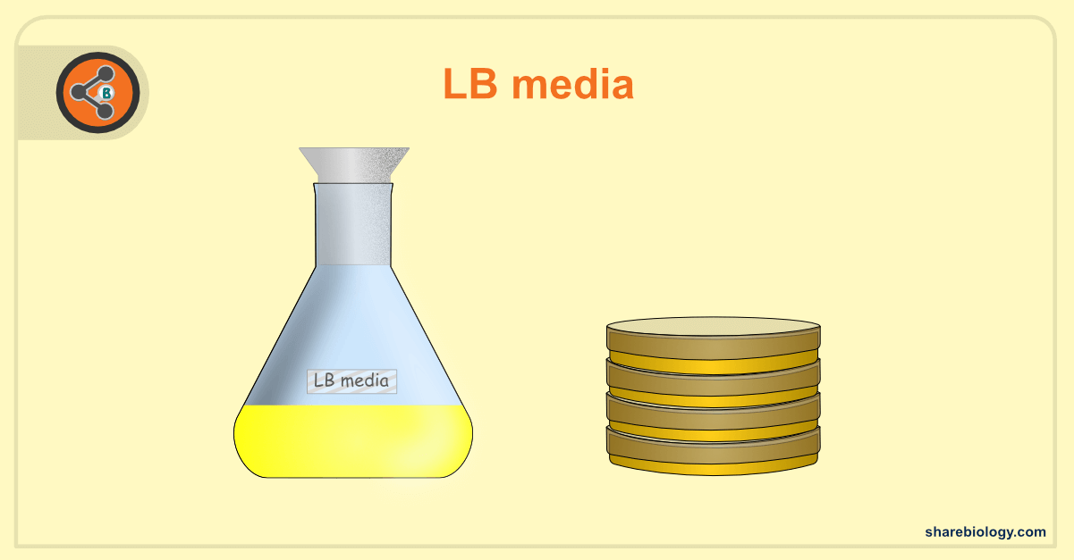 a) Microbial culture in Luria broth medium. (b) Subculture in