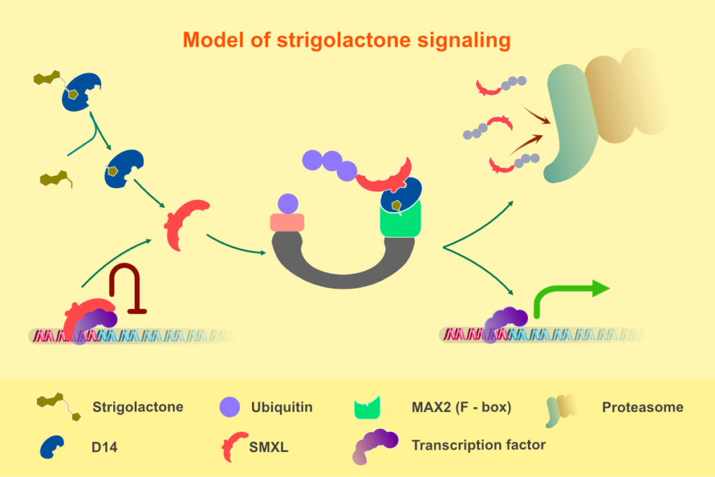 Functional diversity of SMAX1Like family Sharebiology