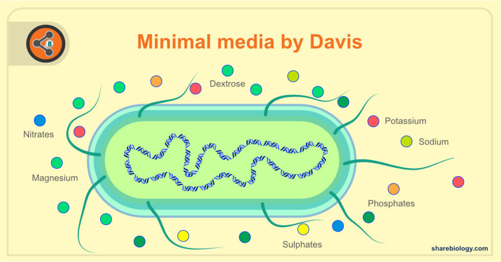 Illustration showing E.coli growing in minimal media by davis