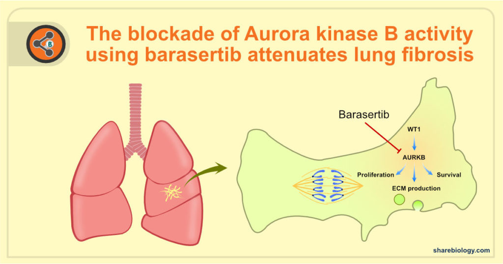 The blockade of Aurora kinase B activity using Barasertib attenuates lung fibrosis