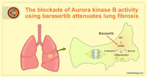 The blockade of Aurora kinase B activity using Barasertib attenuates lung fibrosis