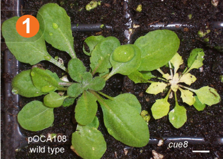 The phenotype of the Arabidopsis cue8 mutant and its wildtype