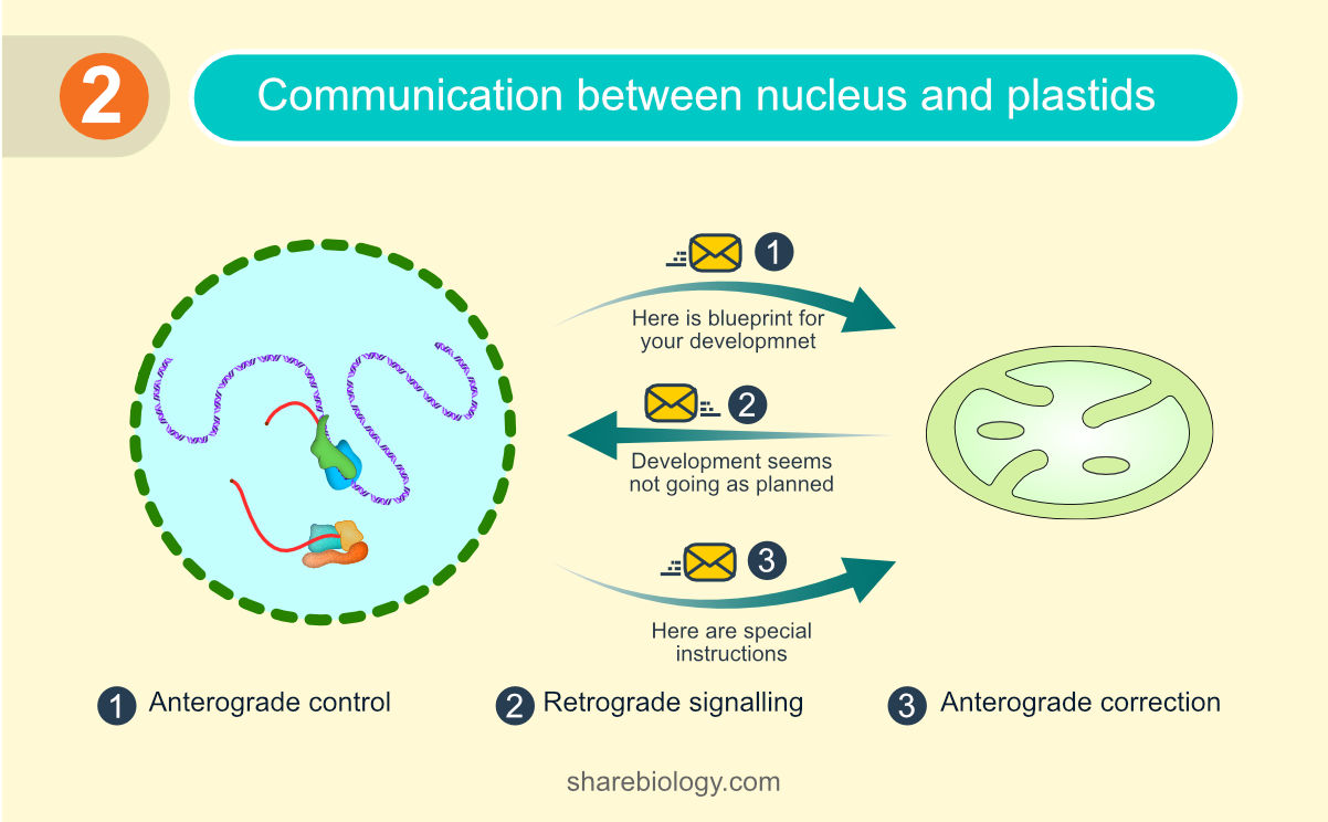 Schematic representation of communication between the nucleus and the chloroplast.