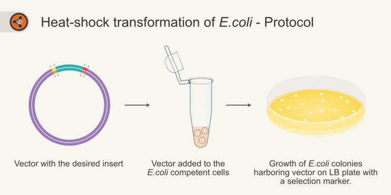 Illustration showing steps of heat shock transformation of E.coli