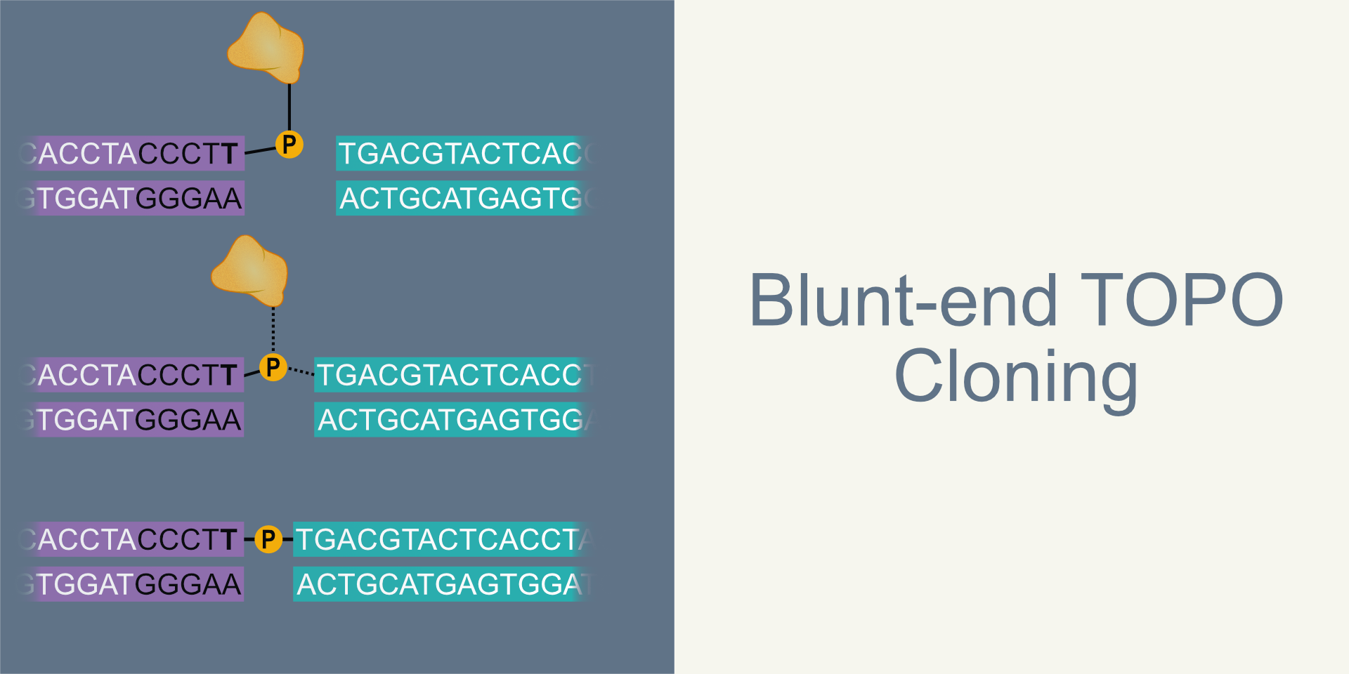 Blunt End Topo Cloning Sharebiology