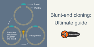 Blunt end cloning hero image showing an overview of steps involved in the cloning