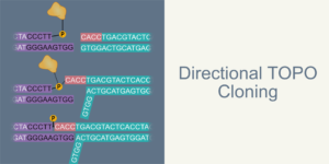 Directional TOPO cloning hero image