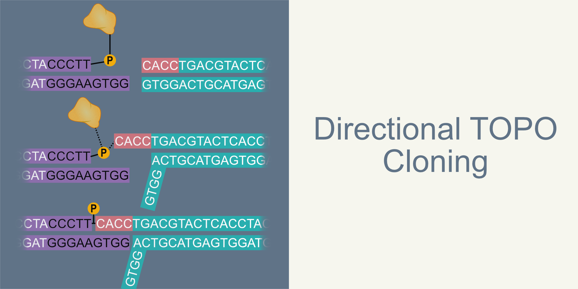 Directional TOPO Cloning - Sharebiology