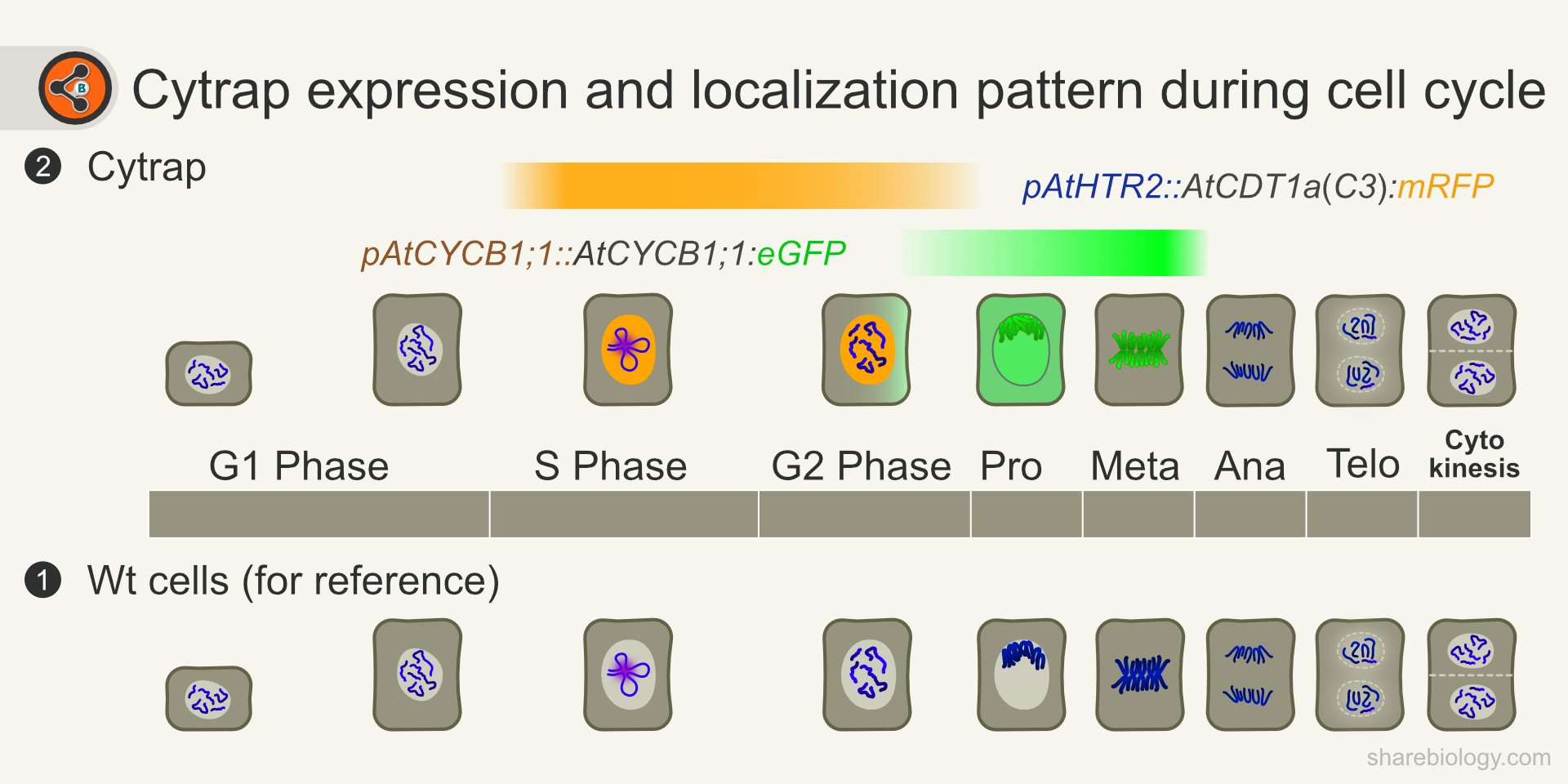 Figure 1. Illustration depicting cell cycle phases and Cytrap expression window and marker's localization