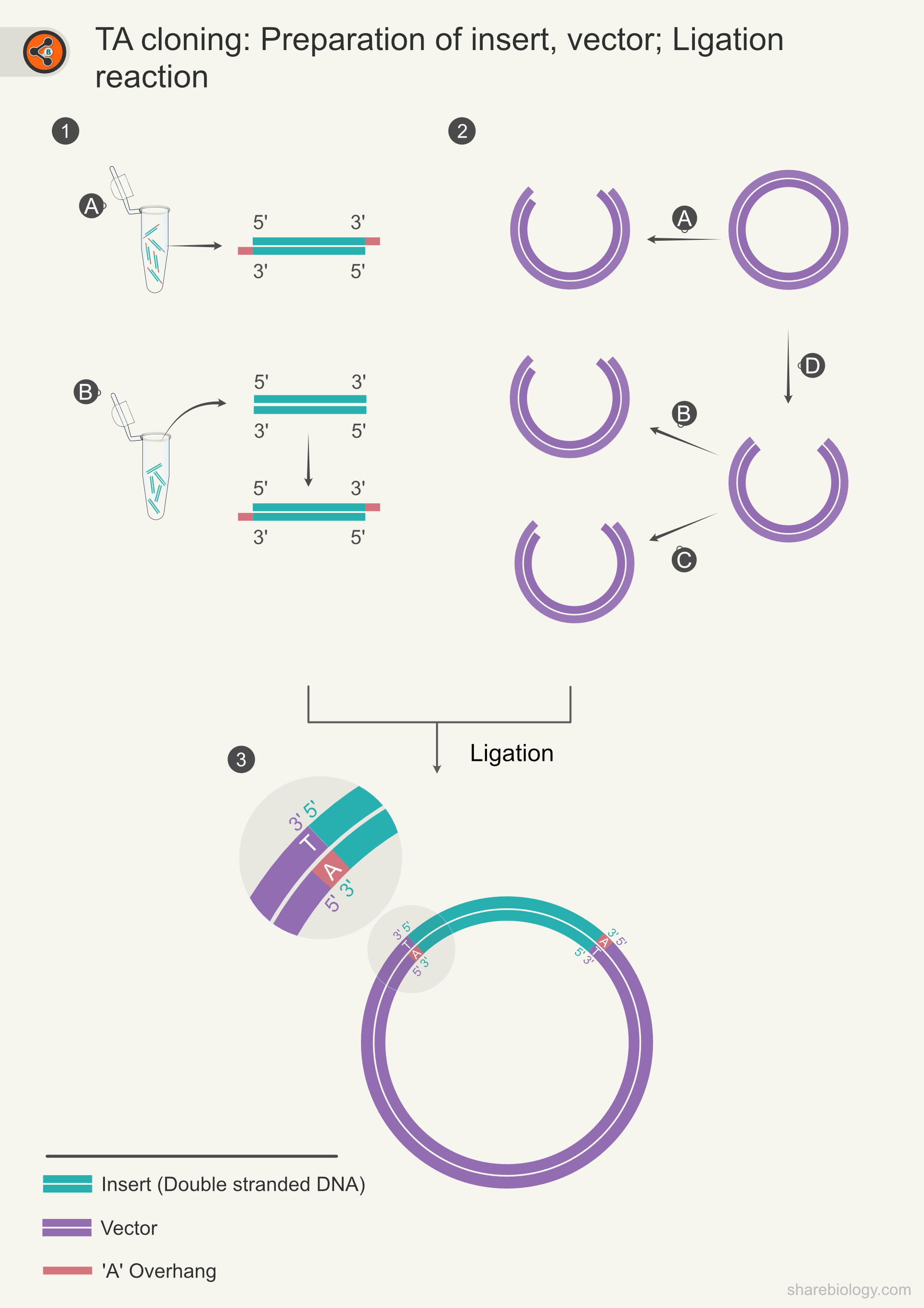Illustration of various steps in TA cloning