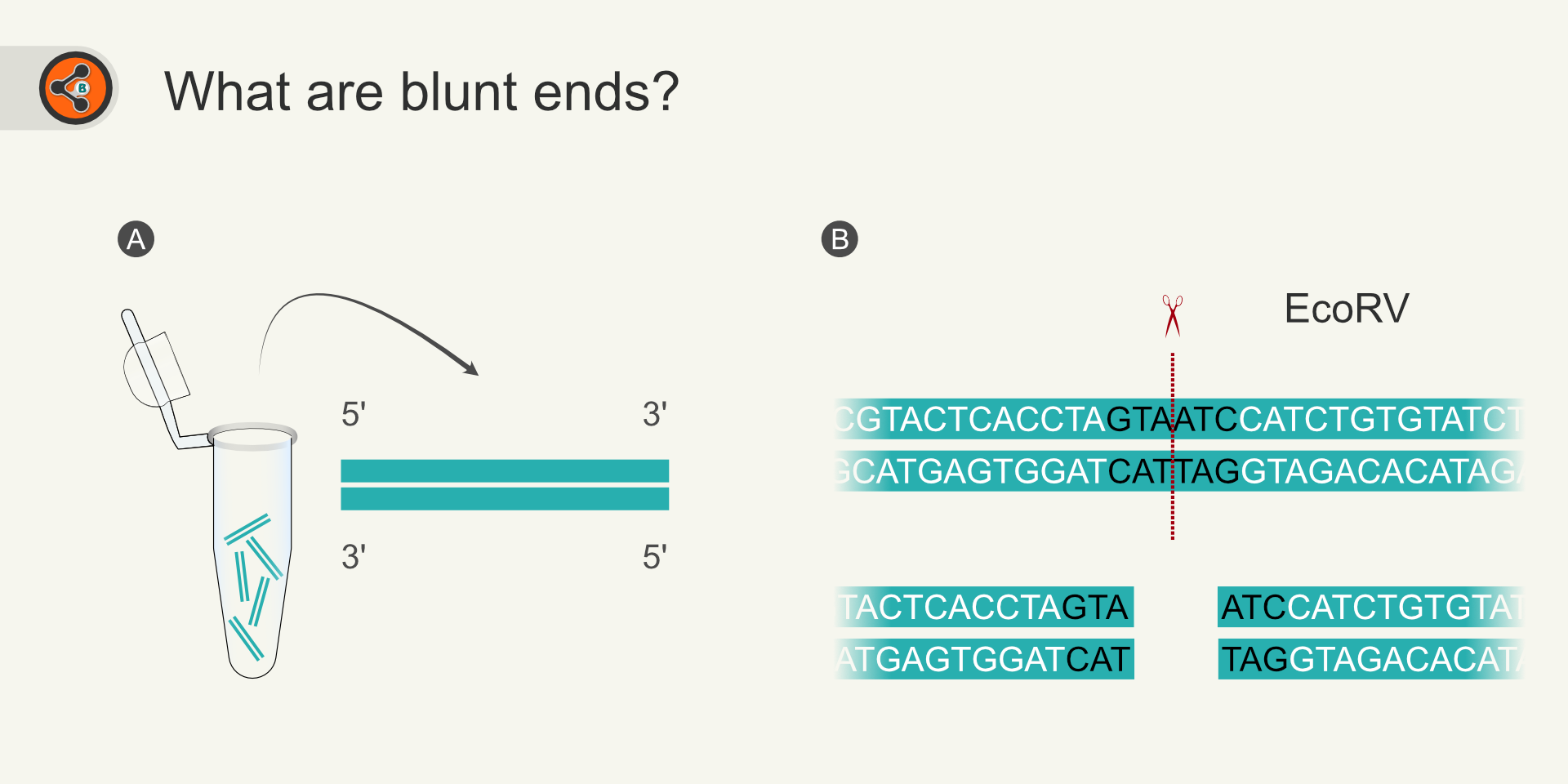 Image of Blunted end