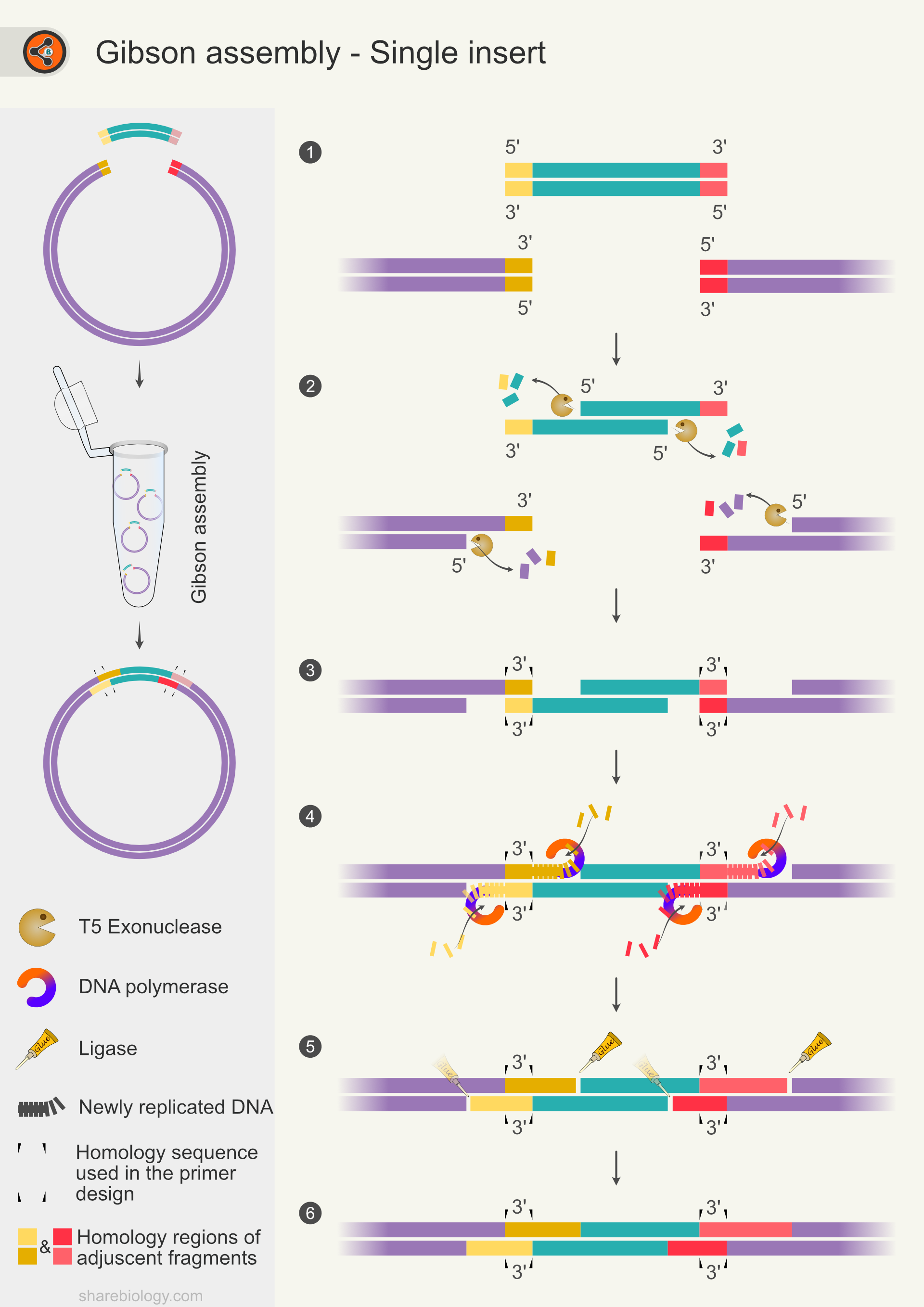 gibson-assembly-sharebiology