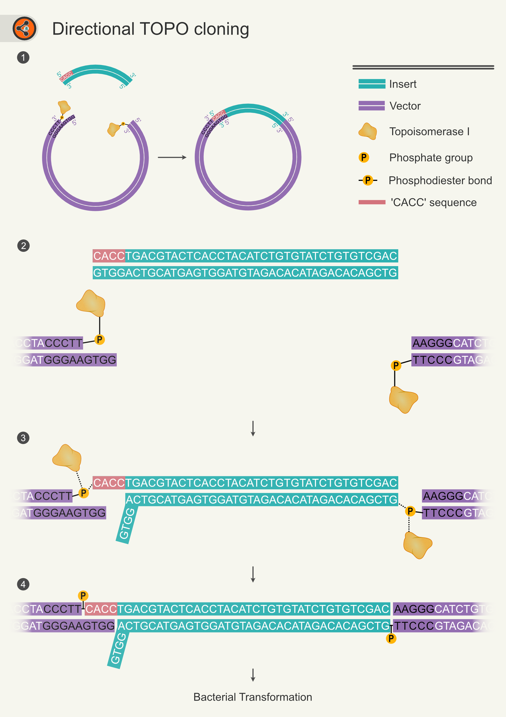 Directional TOPO Cloning - Sharebiology