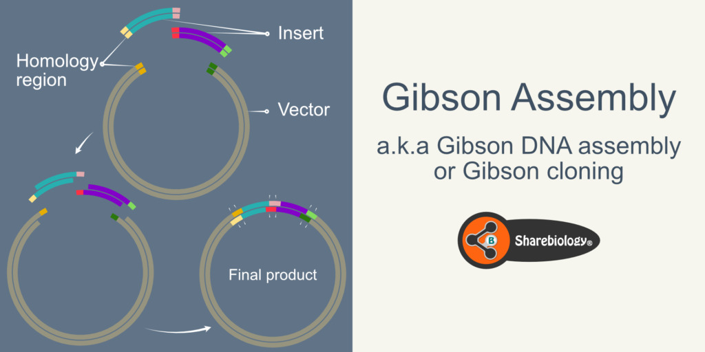 Gibson assembly hero image