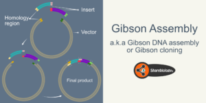 Gibson assembly hero image