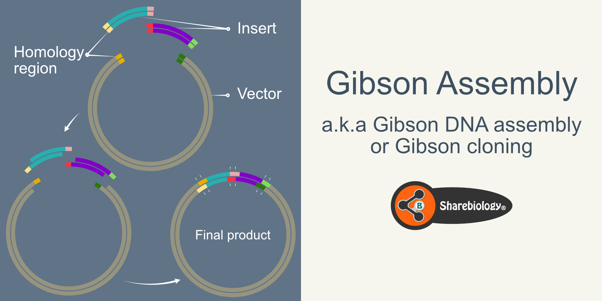 Gibson assembly - Sharebiology