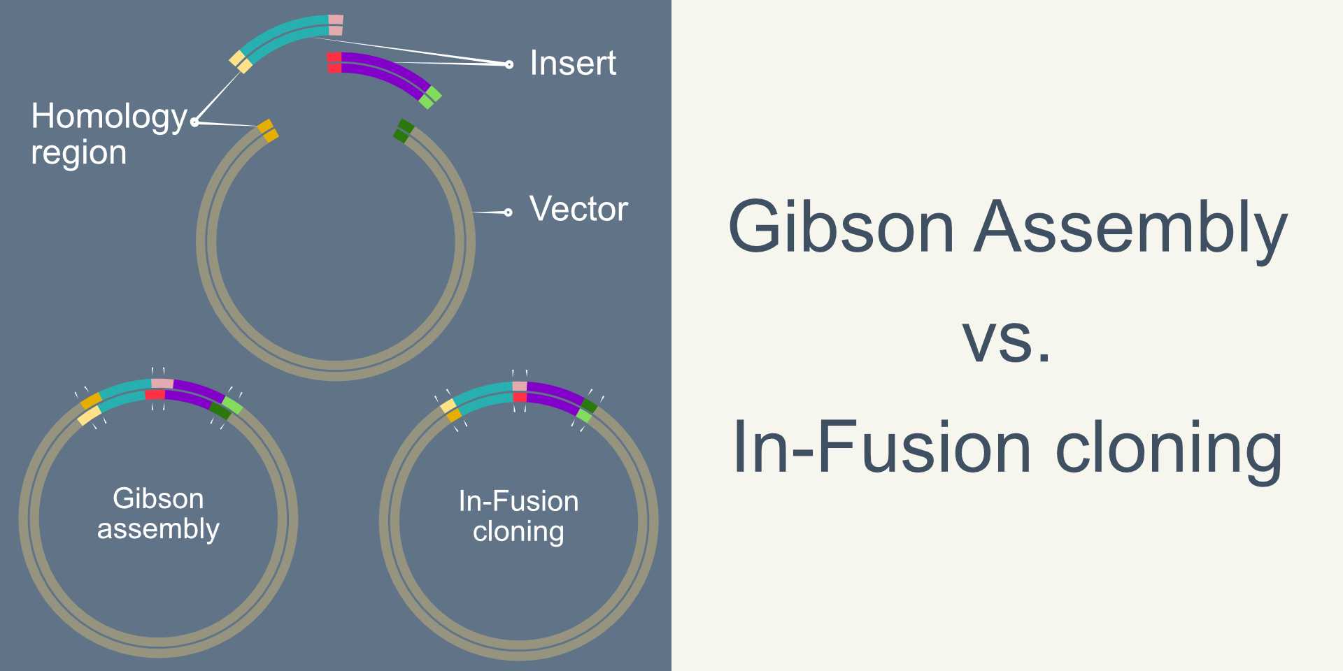 golden-gate-assembly-snapgene