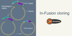 hero image for In-Fusion cloning post