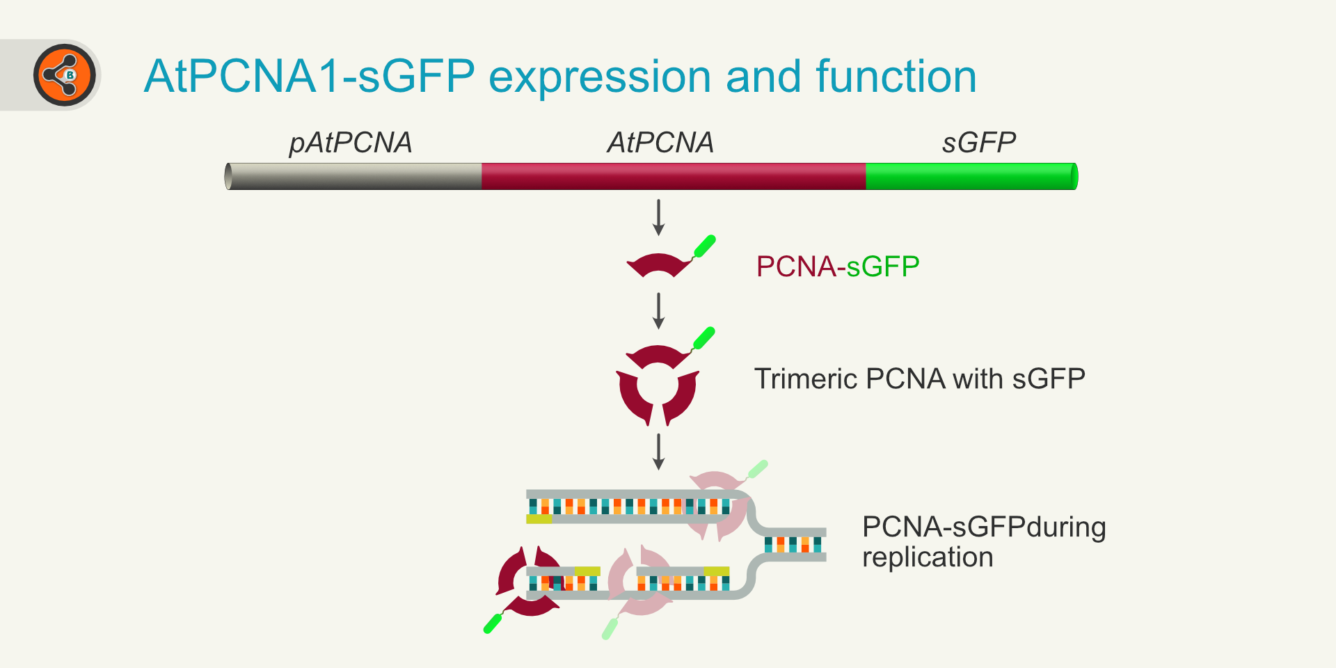 illustration showing the expression and function of AtPCNA-sGFP.
