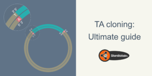 TA cloning hero image