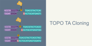 TOPO TA cloning hero image