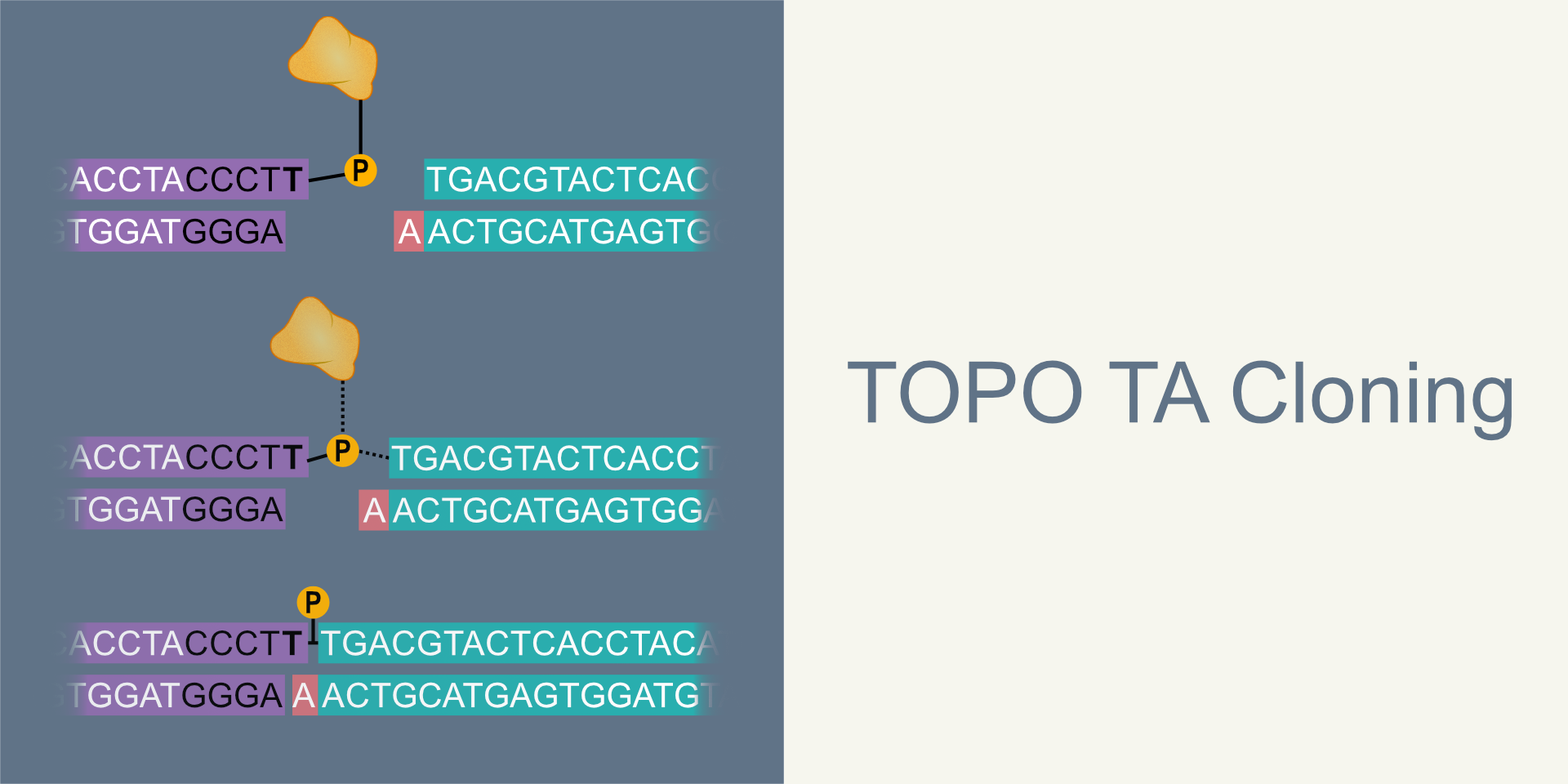 TOPO TA Cloning - Sharebiology