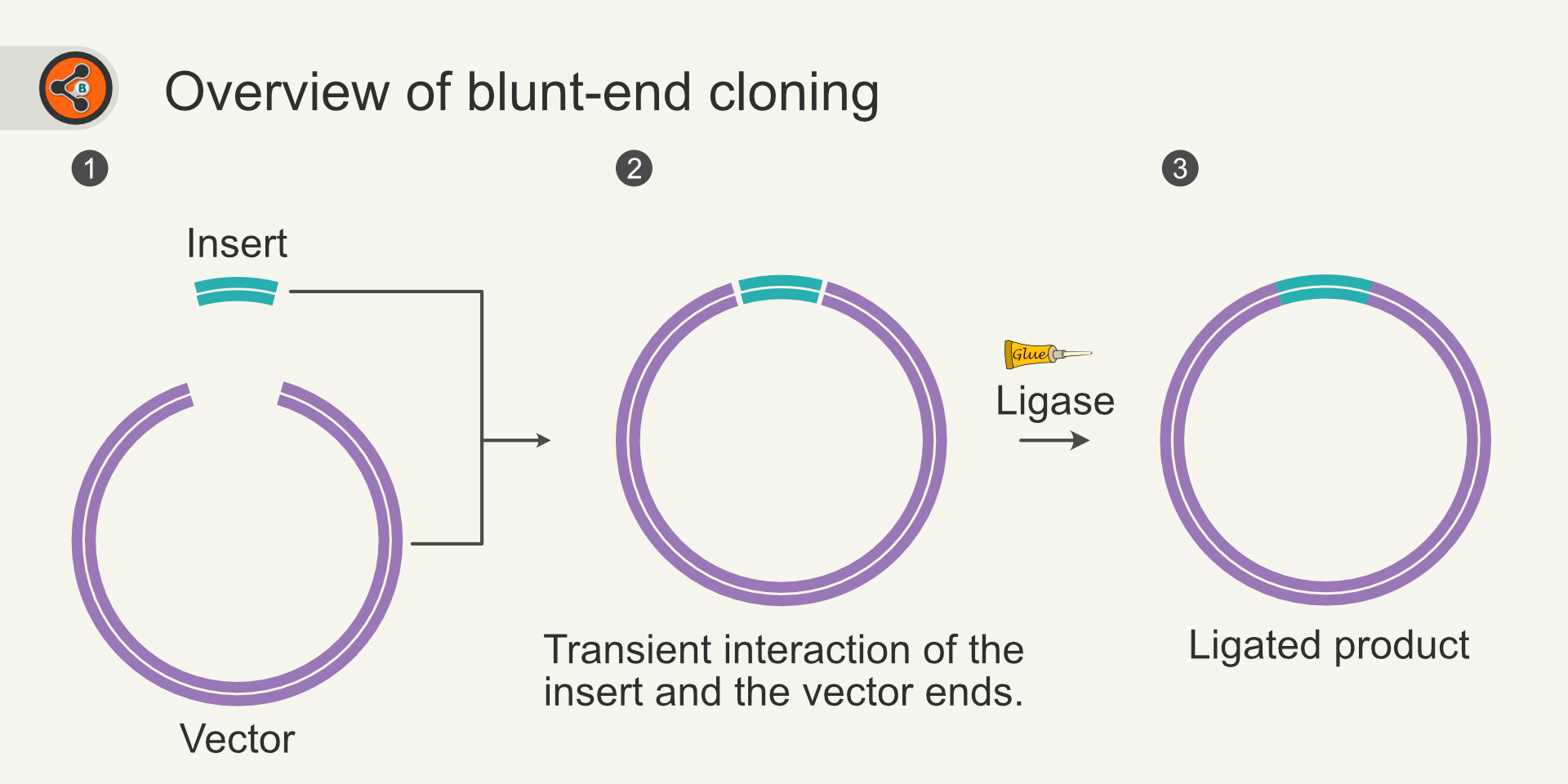 An overview of steps involved in blunt-end cloning.