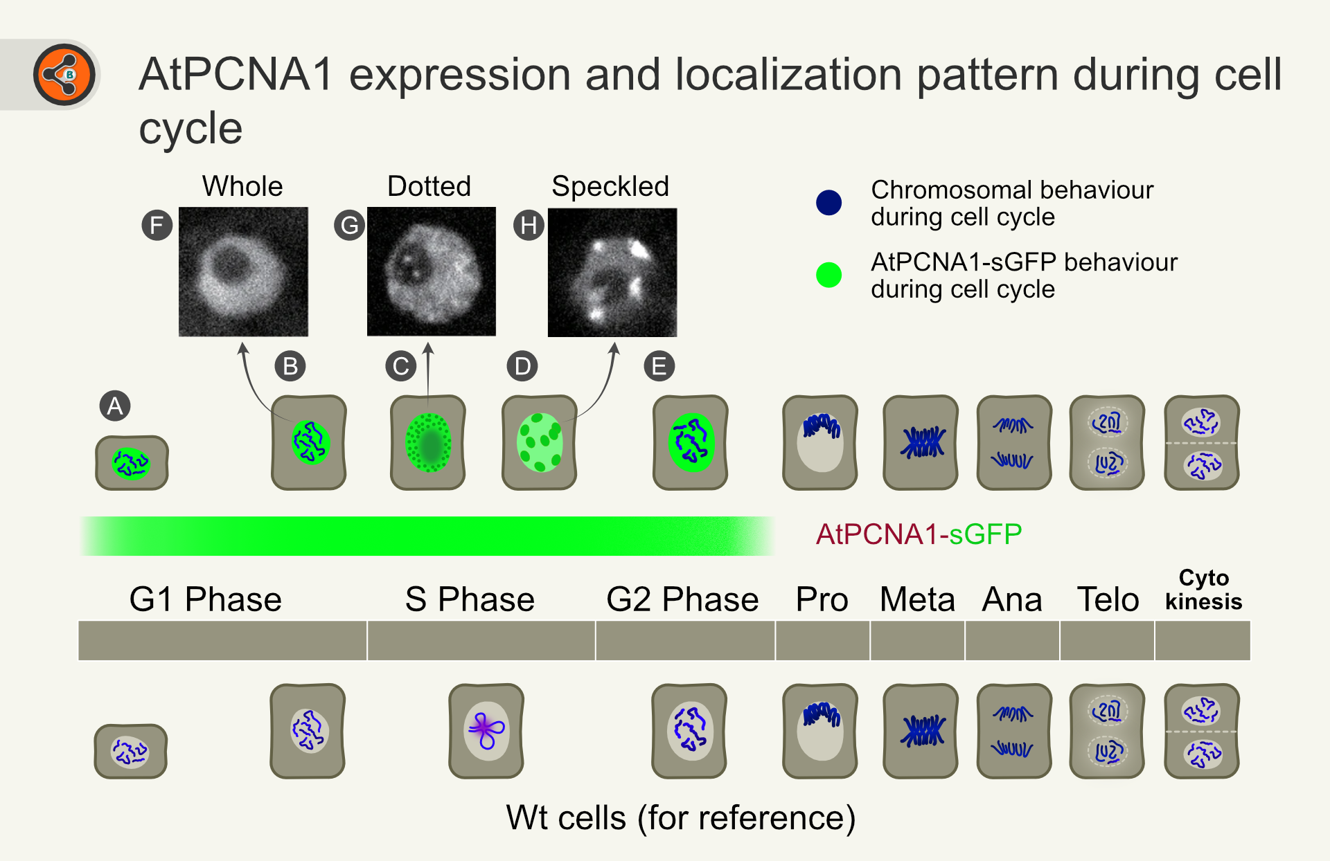 Illustration showing the expression range and the pattern of AtPCNA1 during the cell cycle.