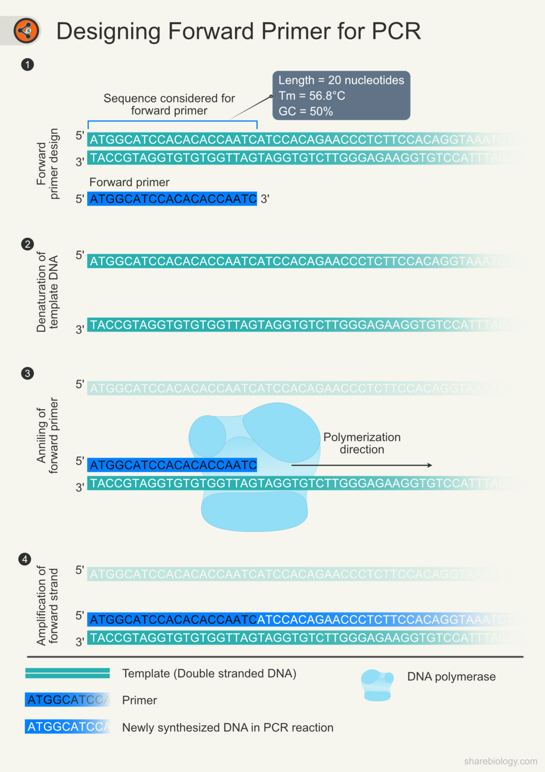Primer Designing - Demonstration step by step - Sharebiology