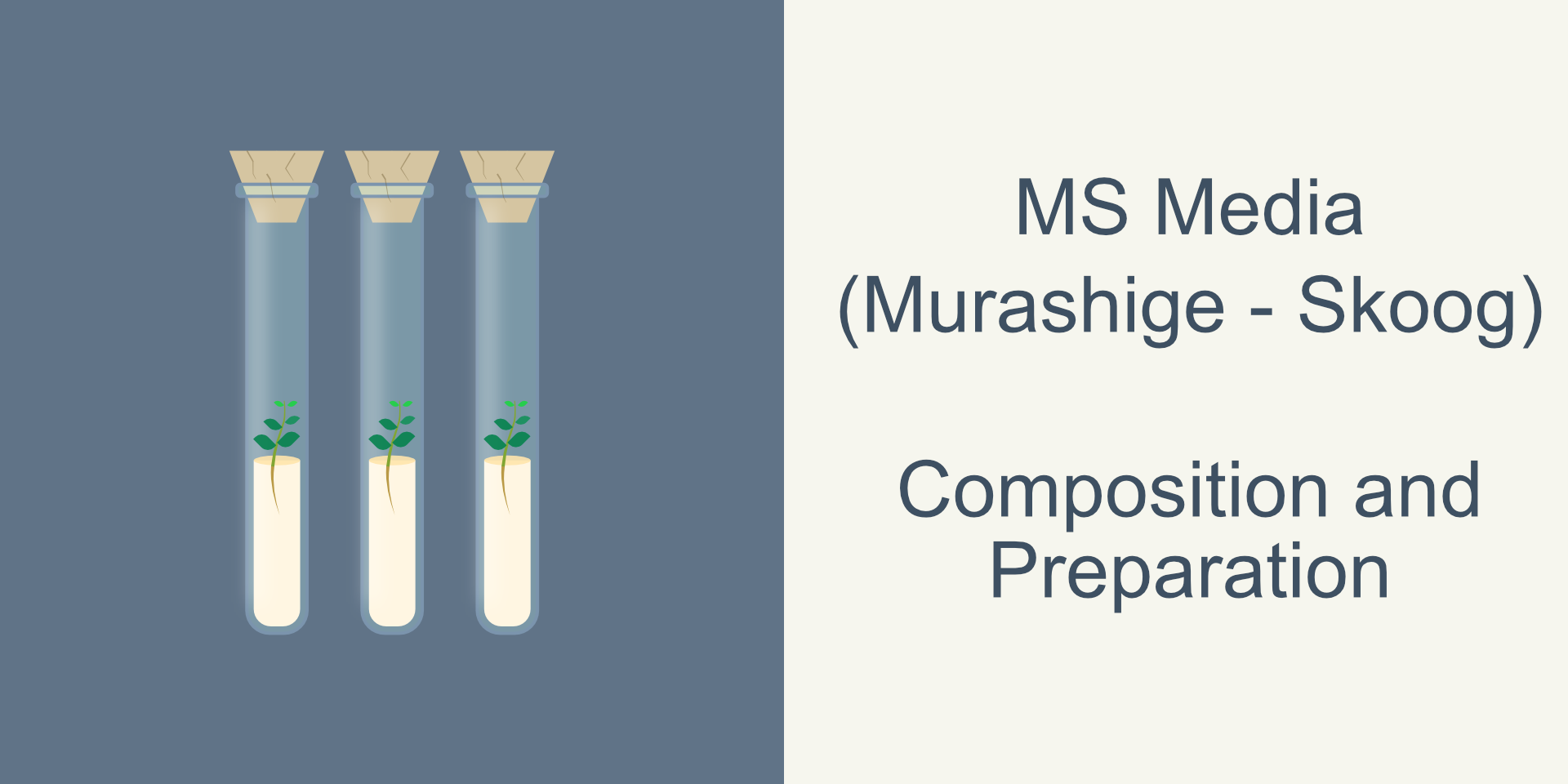 Plant Tissue Culture Media Composition And Preparation