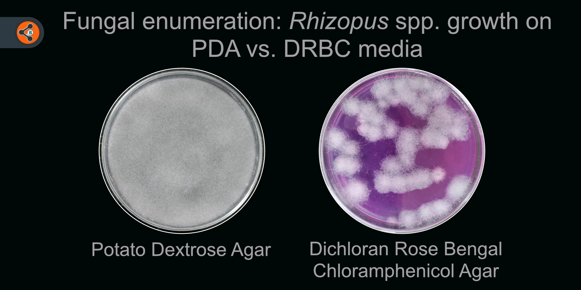 Enumeration of fungi is possible on DRBC media. The image shows growth of Rhizopus spp. as distinct countable units on DRBC media. On the other-hand on PDA, it is spread all over the plate.