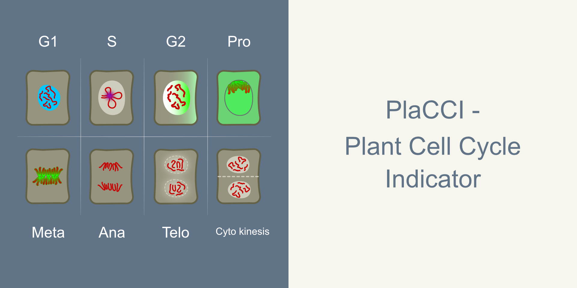 PlaCCI Hero image Plant cell cycle indicator title image