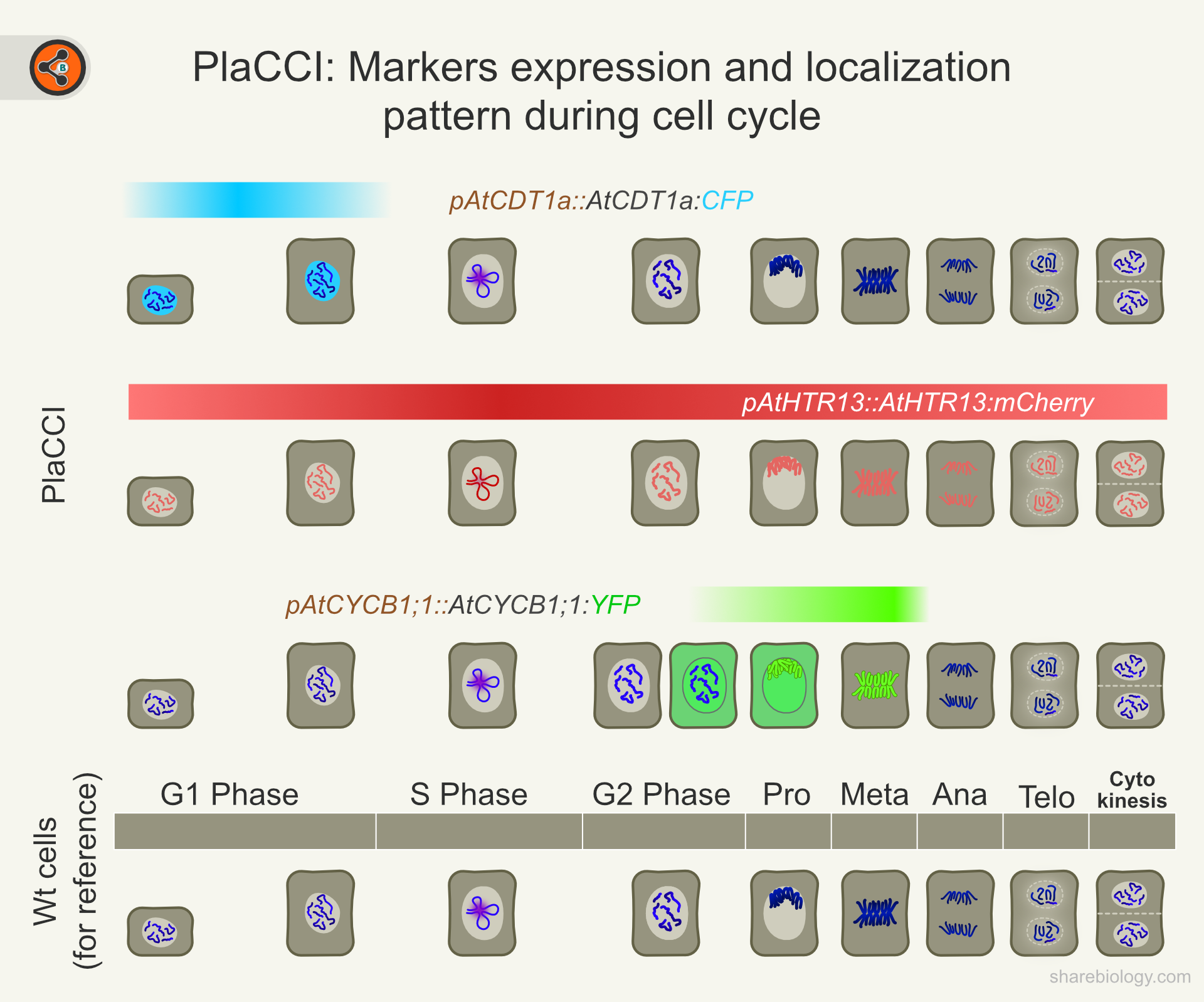 Illustration showing PlaCCI (plant cell cycle indicator) markers expression and localization during cell cycle.